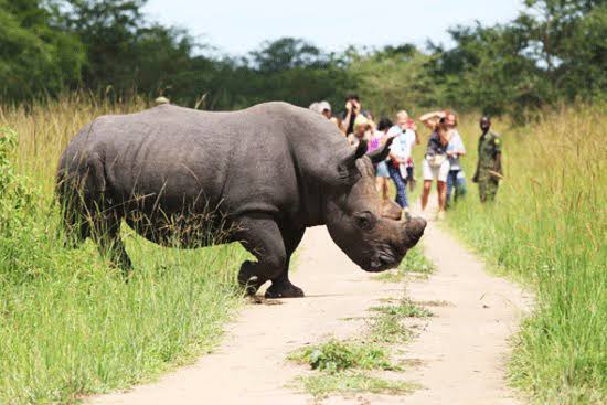 Activities for tourists in Uganda