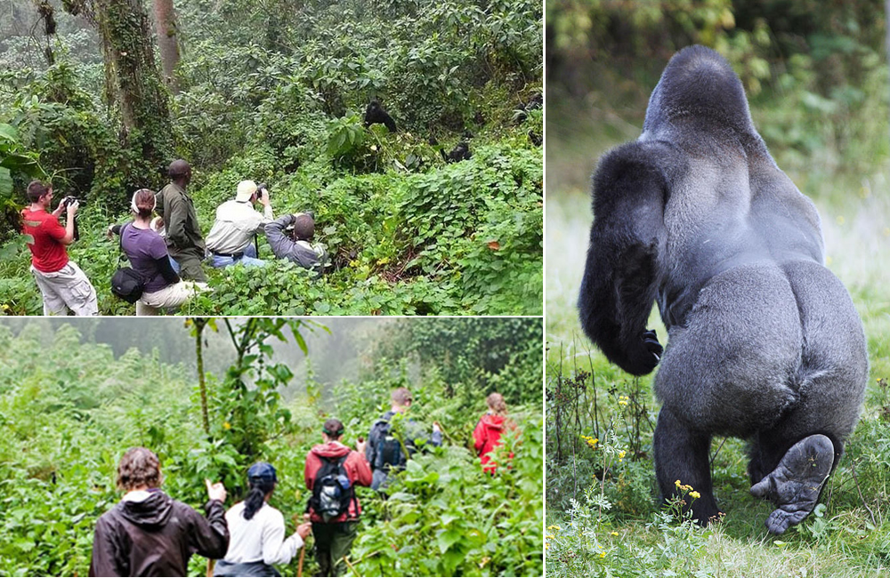 Bwindi Impenetrable National Park