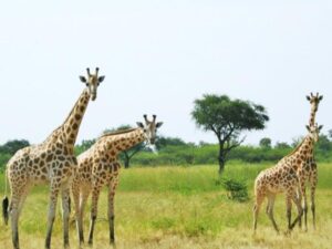 Most visited National Parks in Cameroon