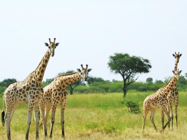 The 7 Most Visited National Parks in Cameroon