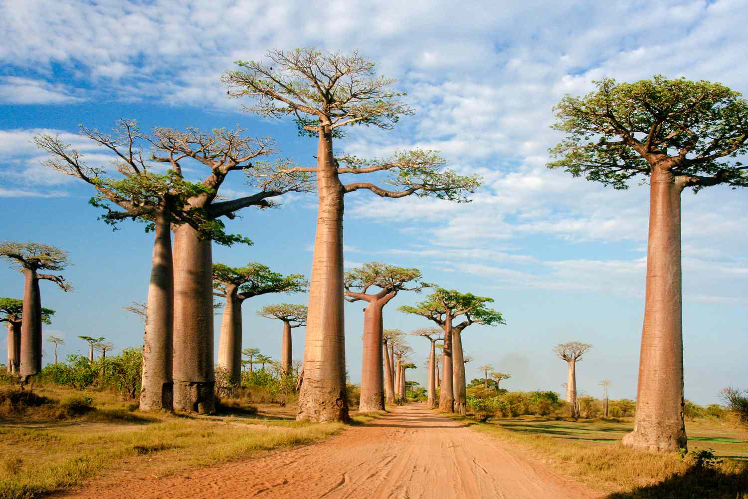 National Parks in Madagascar